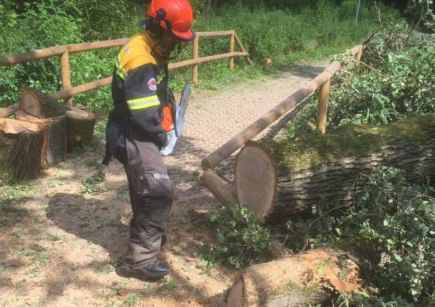 Parco delle Groane: volontari al lavoro per liberare i sentieri dagli alberi abbattuti dal nubifragio