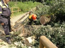 Parco delle Groane: volontari al lavoro per liberare i sentieri dagli alberi abbattuti dal nubifragio