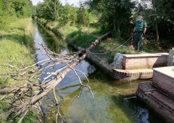 Piante pericolanti sulle piste ciclabili: weekend di lavoro per i volontari del Parco delle Groane