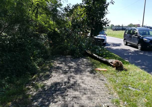 Piante pericolanti sulle piste ciclabili: weekend di lavoro per i volontari del Parco delle Groane