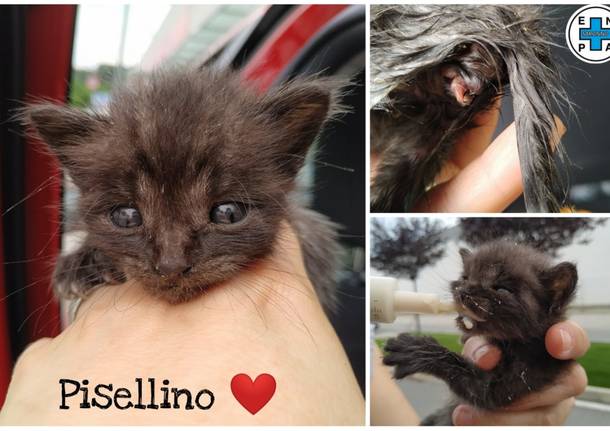 Sei gattini abbandonati. Soccorsi da Enpa Saronno: “Abbandonare è un reato”