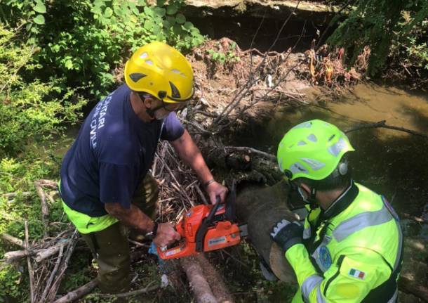 Usmate Velate, pulizia del Molgora: la Protezione Civile rimuove tre alberi nell’alveo