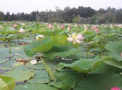 All'Isolino Virginia lo spettacolo dei fiori di loto