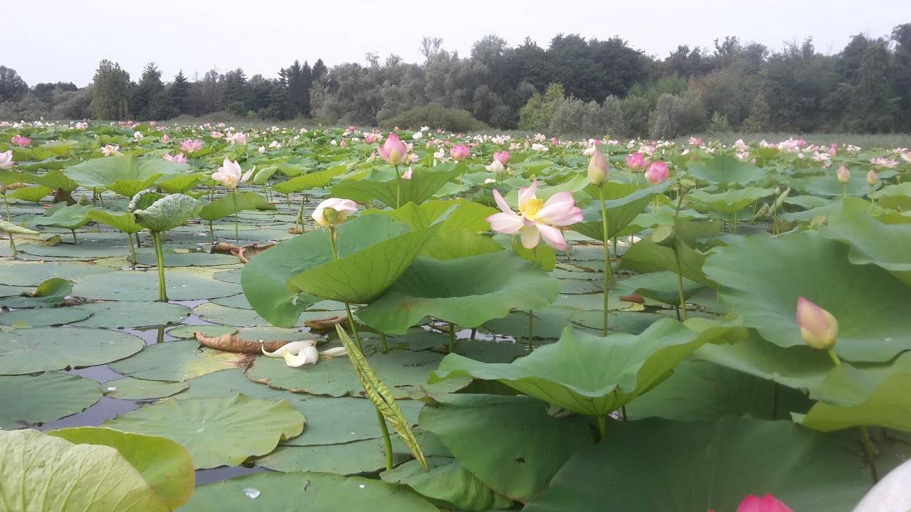 All'Isolino Virginia lo spettacolo dei fiori di loto