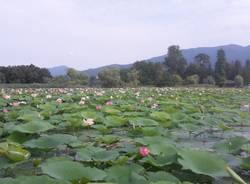 All'Isolino Virginia lo spettacolo dei fiori di loto