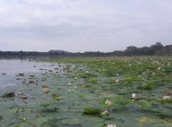 All'Isolino Virginia lo spettacolo dei fiori di loto