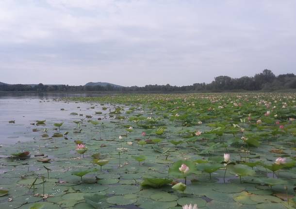 All'Isolino Virginia lo spettacolo dei fiori di loto