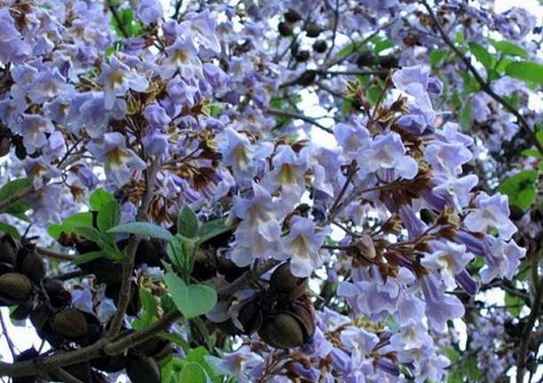 paulownia - vittime Hiroshima e Nagasaki