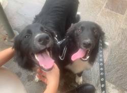 Di chi sono questi cagnoloni?