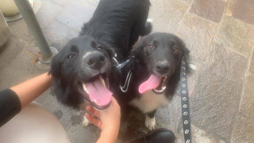 Di chi sono questi cagnoloni?