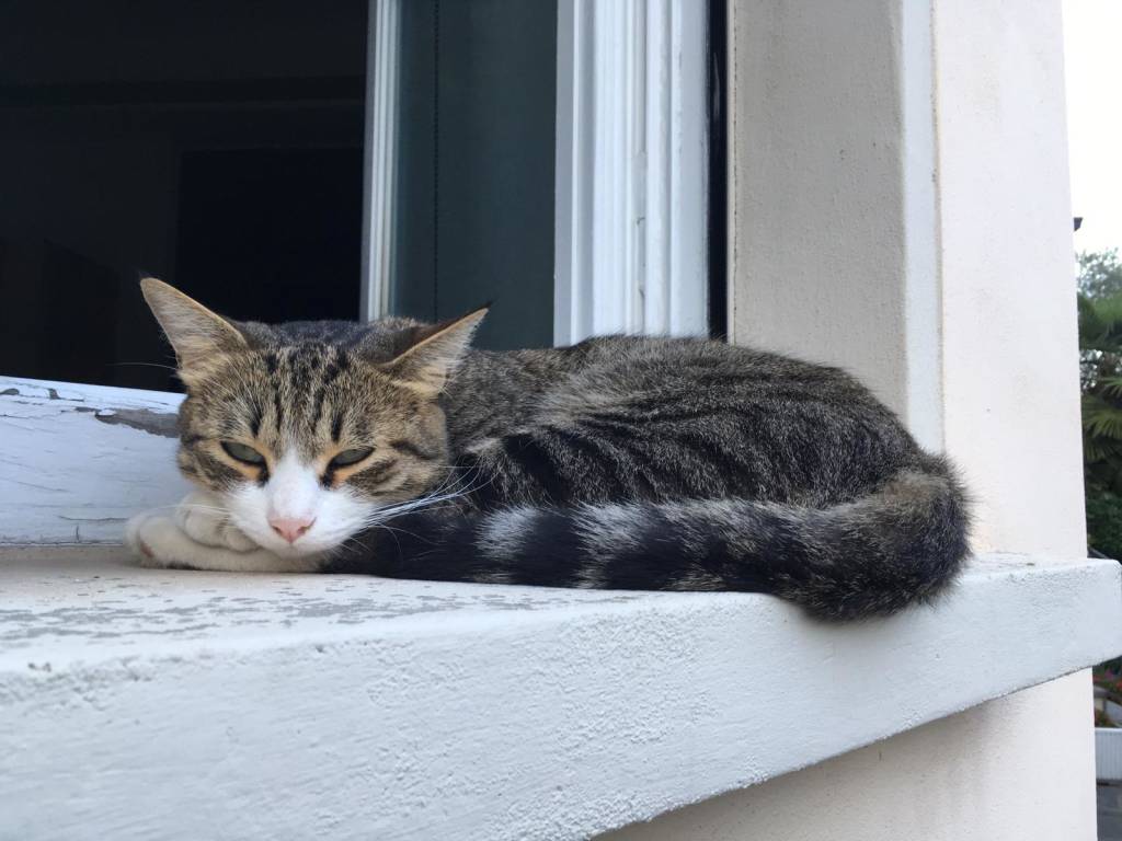 Gatto smarrito in zona Varese Casbeno