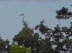 Fauna del Parco Pineta Tradate - Appiano Gentile