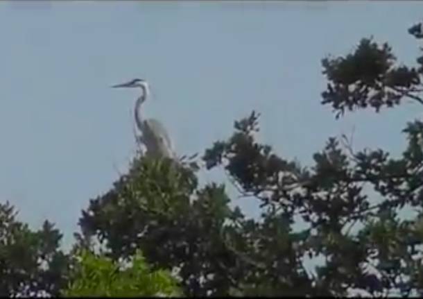 Fauna del Parco Pineta Tradate - Appiano Gentile