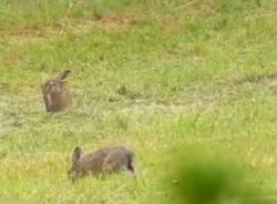 Fauna del Parco Pineta Tradate - Appiano Gentile