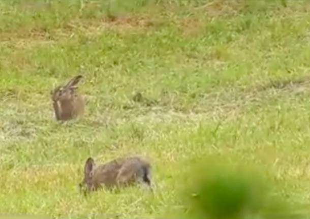 Fauna del Parco Pineta Tradate - Appiano Gentile