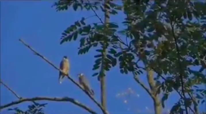 Fauna del Parco Pineta Tradate - Appiano Gentile