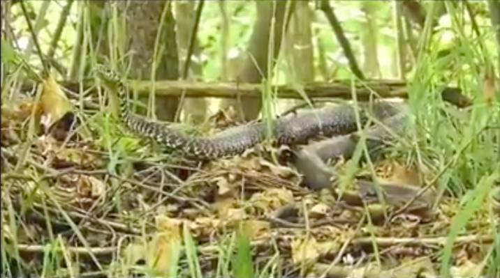 Fauna del Parco Pineta Tradate - Appiano Gentile