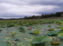 fior di loto lago di varese