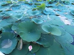 fior di loto lago di varese