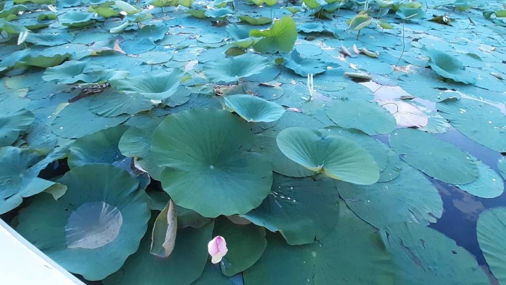 fior di loto lago di varese