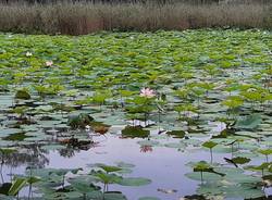 fior di loto lago di varese