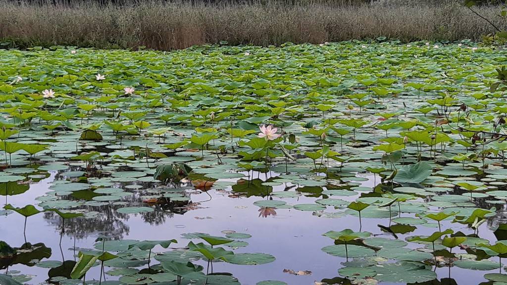 fior di loto lago di varese