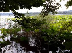 fior di loto lago di varese