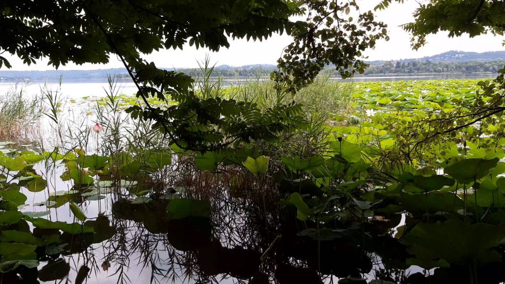 fior di loto lago di varese