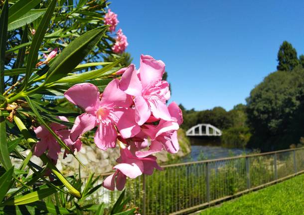 fiori di oleandro 6 agosto