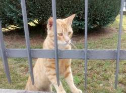 gatto rossino