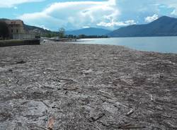 Una marea di tronchi d'albero a Luino