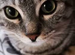 Giornata del Gatto 2020: le foto dei lettori di Varesenews - 2