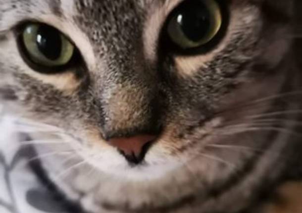 Giornata del Gatto 2020: le foto dei lettori di Varesenews - 2