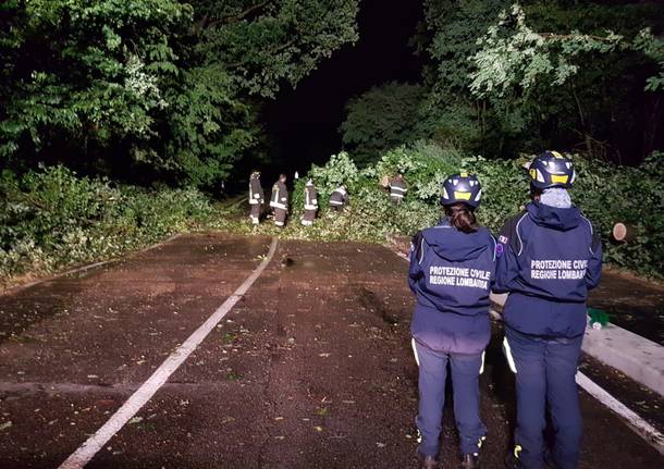 Maltempo, quattro alberi caduti in via Marelli a Cerro Maggiore