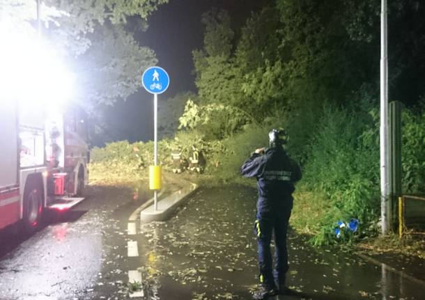 Maltempo, quattro alberi caduti in via Marelli a Cerro Maggiore