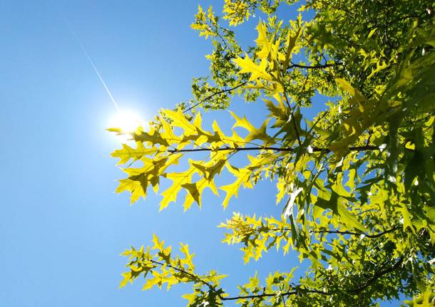 querce rosse 