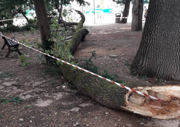 Ramo caduto - parco viale Gorizia 3 agosto