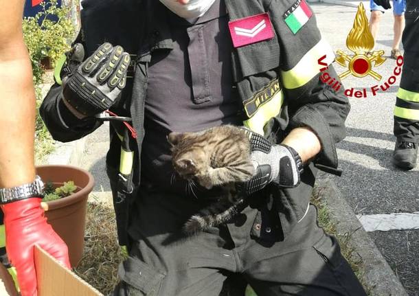 Settimo Milanese - Vigili del fuoco al lavoro per un gatto nel vano motore