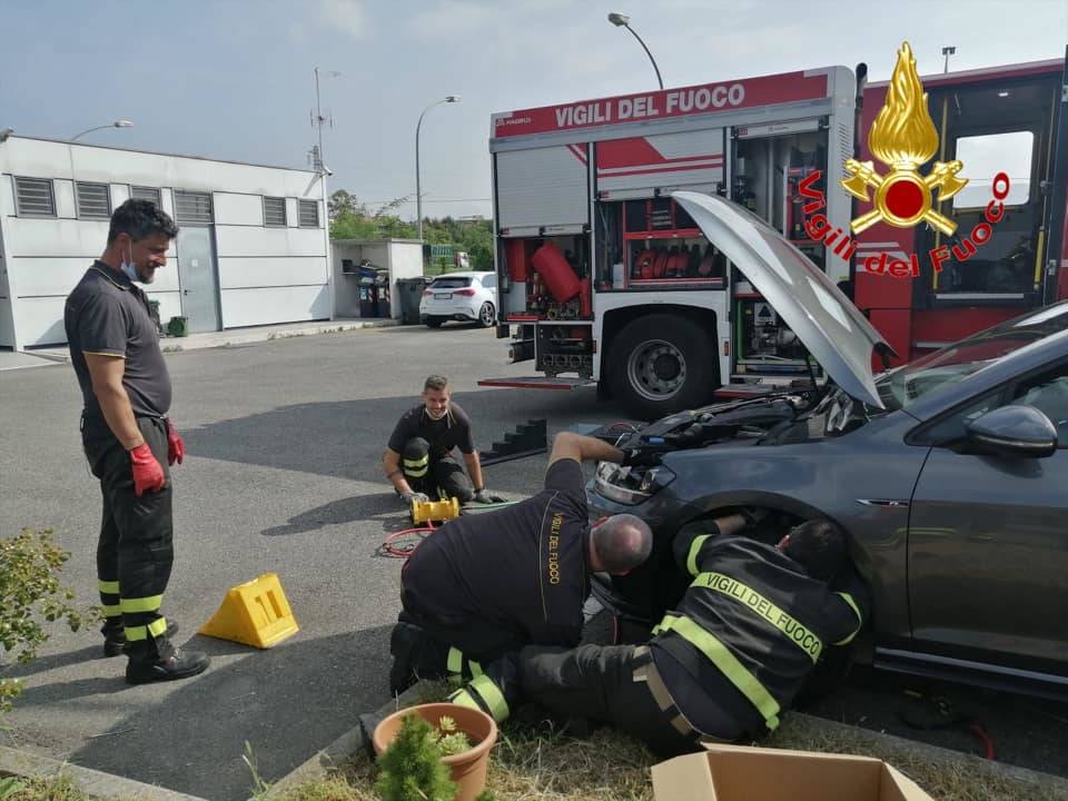 Settimo Milanese - Vigili del fuoco al lavoro per un gatto nel vano motore