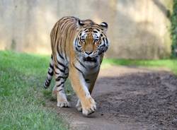tigre dell'amur le cornelle