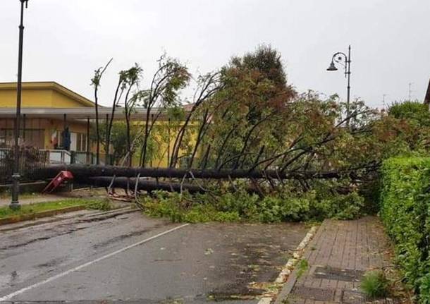 albero caduto scuola rosmini tradate