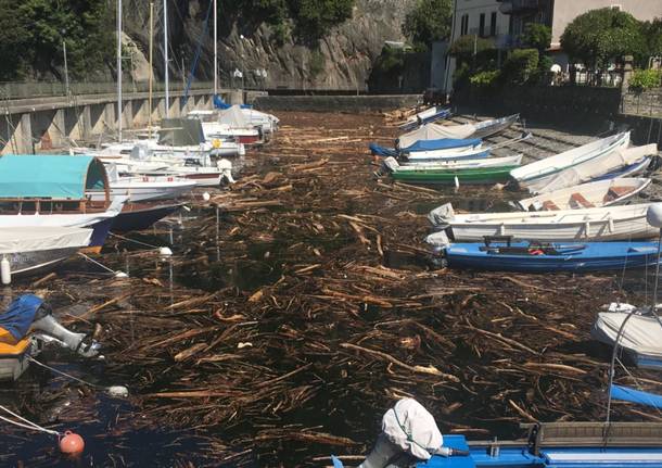 La \"marea\" su alberi e legname sul Lago Maggiore