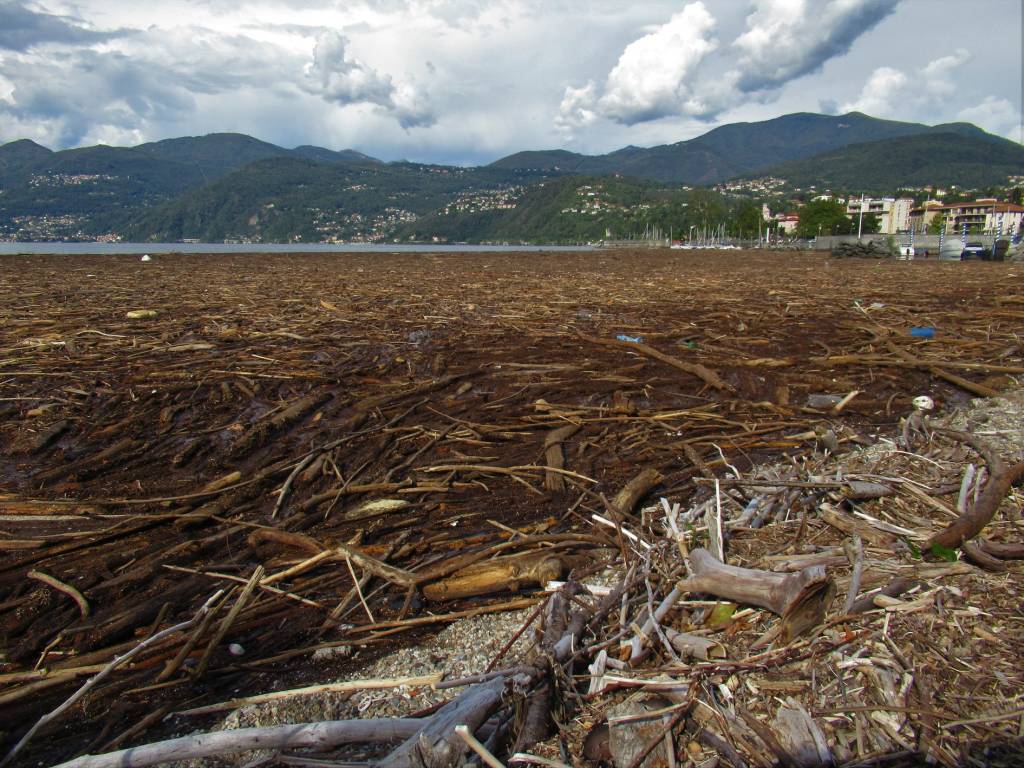 La \"marea\" su alberi e legname sul Lago Maggiore