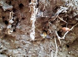 Api e vespe alla cascata di Ferrera