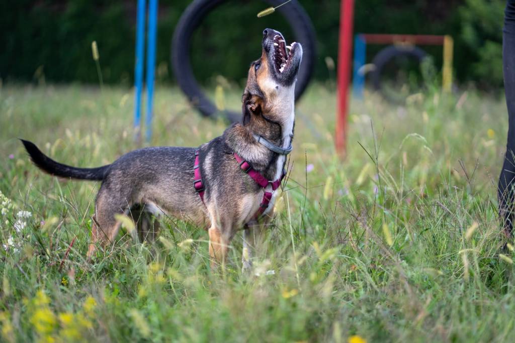   Cislago, un servizio fotografico professionale per cani per raccogliere fondi per gli animali abbandonati