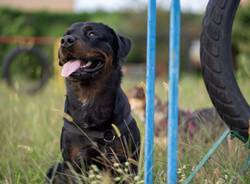   Cislago, un servizio fotografico professionale per cani per raccogliere fondi per gli animali abbandonati