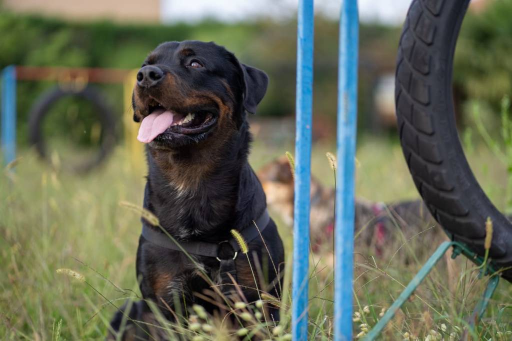   Cislago, un servizio fotografico professionale per cani per raccogliere fondi per gli animali abbandonati