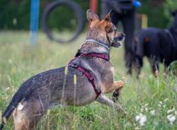   Cislago, un servizio fotografico professionale per cani per raccogliere fondi per gli animali abbandonati