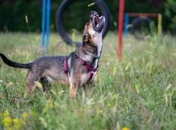   Cislago, un servizio fotografico professionale per cani per raccogliere fondi per gli animali abbandonati