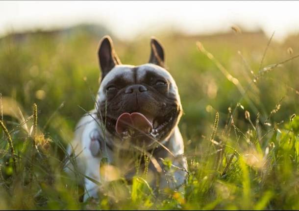   Cislago, un servizio fotografico professionale per cani per raccogliere fondi per gli animali abbandonati